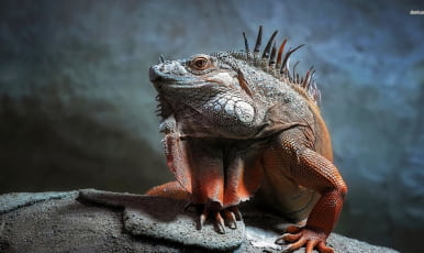 Veterinary References