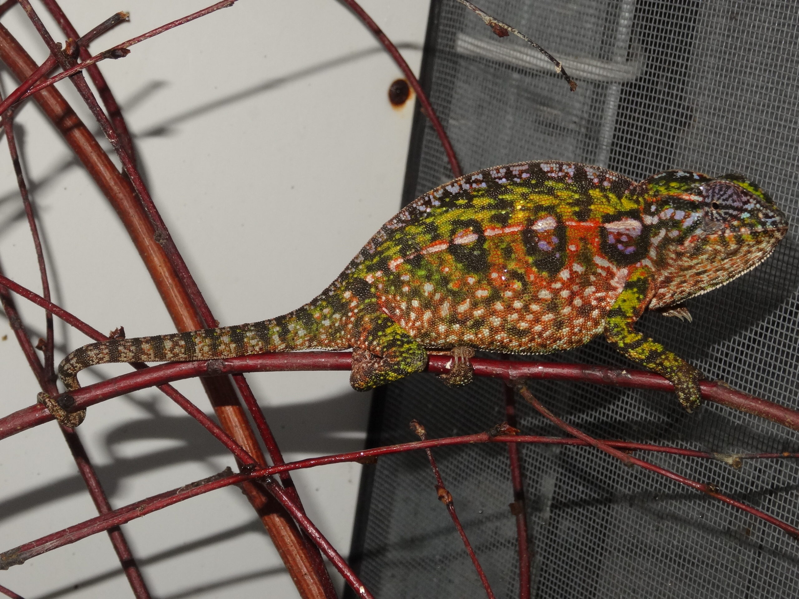 Keeping and Breeding of Carpet Chameleon (Furcifer lateralis Gray, 1831) at BION Terrarium Center