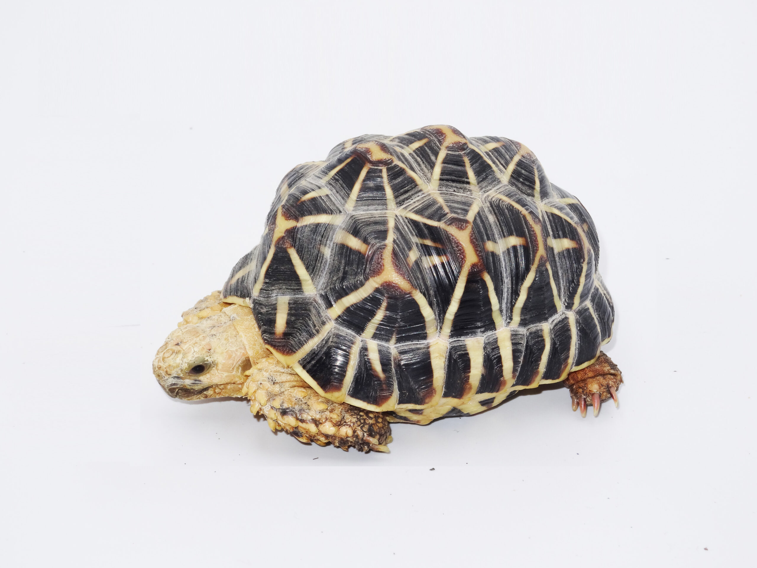 Keeping and Breeding of Indian Star Tortoise (Geochelone elegans Schoepff, 1795) at BION Terrarium Center