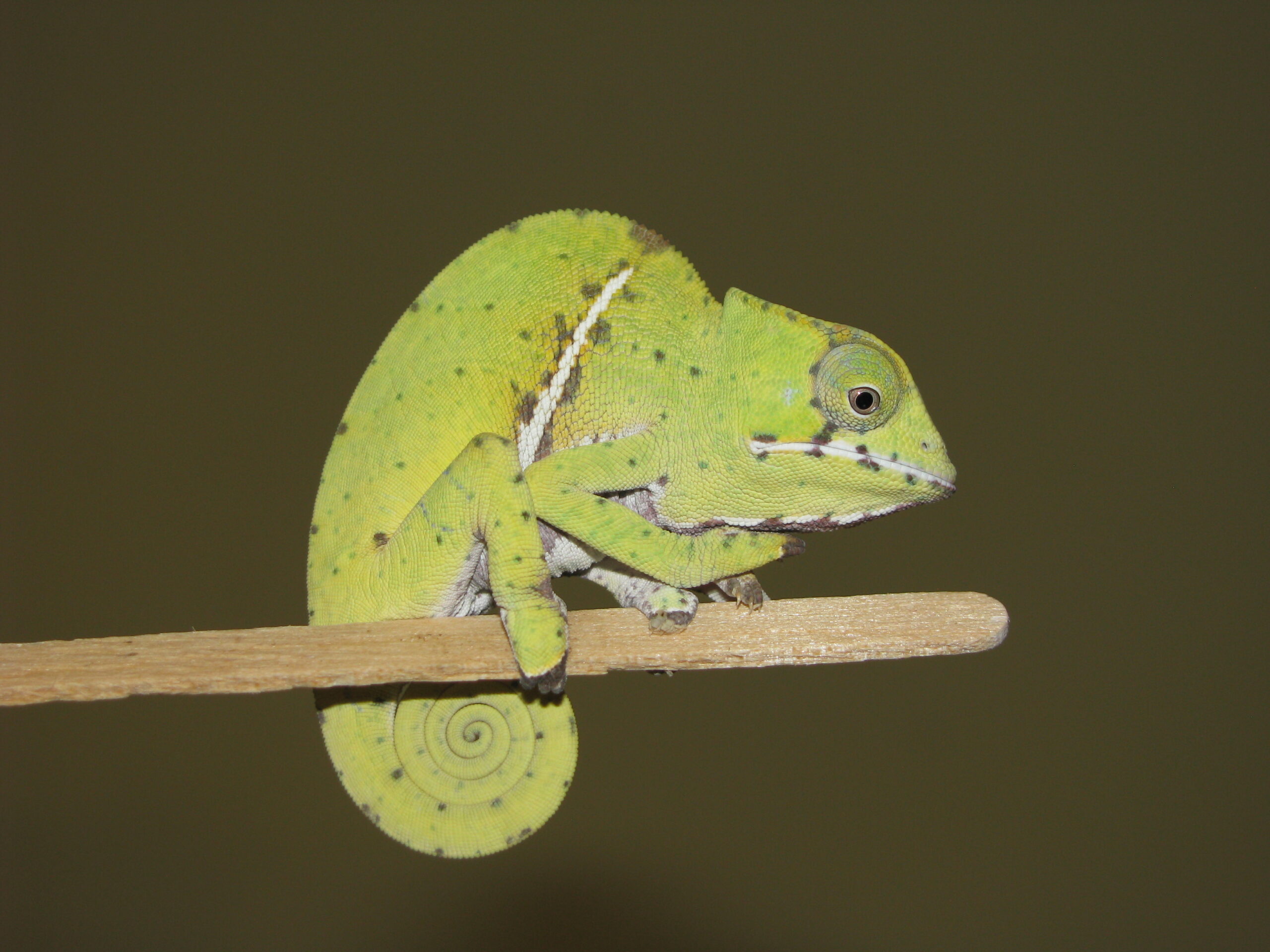 Keeping and Breeding of Rainforest Chameleon (Furcifer balteatus Duméril & Bibron, 1851) at BION Terrarium Center