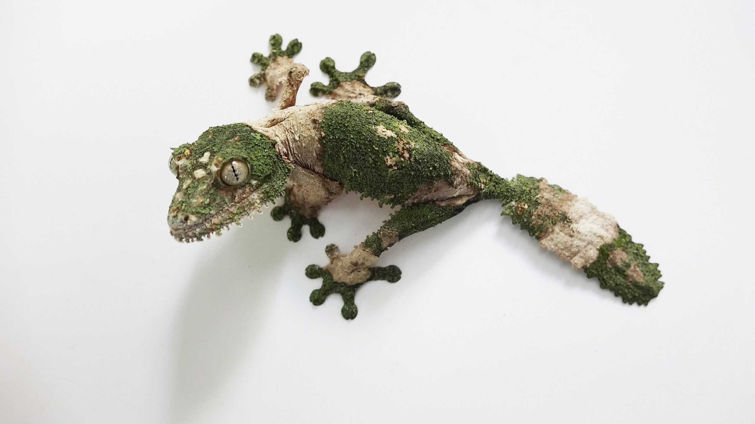 Keeping and Breeding of Mossy Leaf-Tailed Gecko (Uroplatus sikorae Boettger, 1913) at BION Terrarium Center