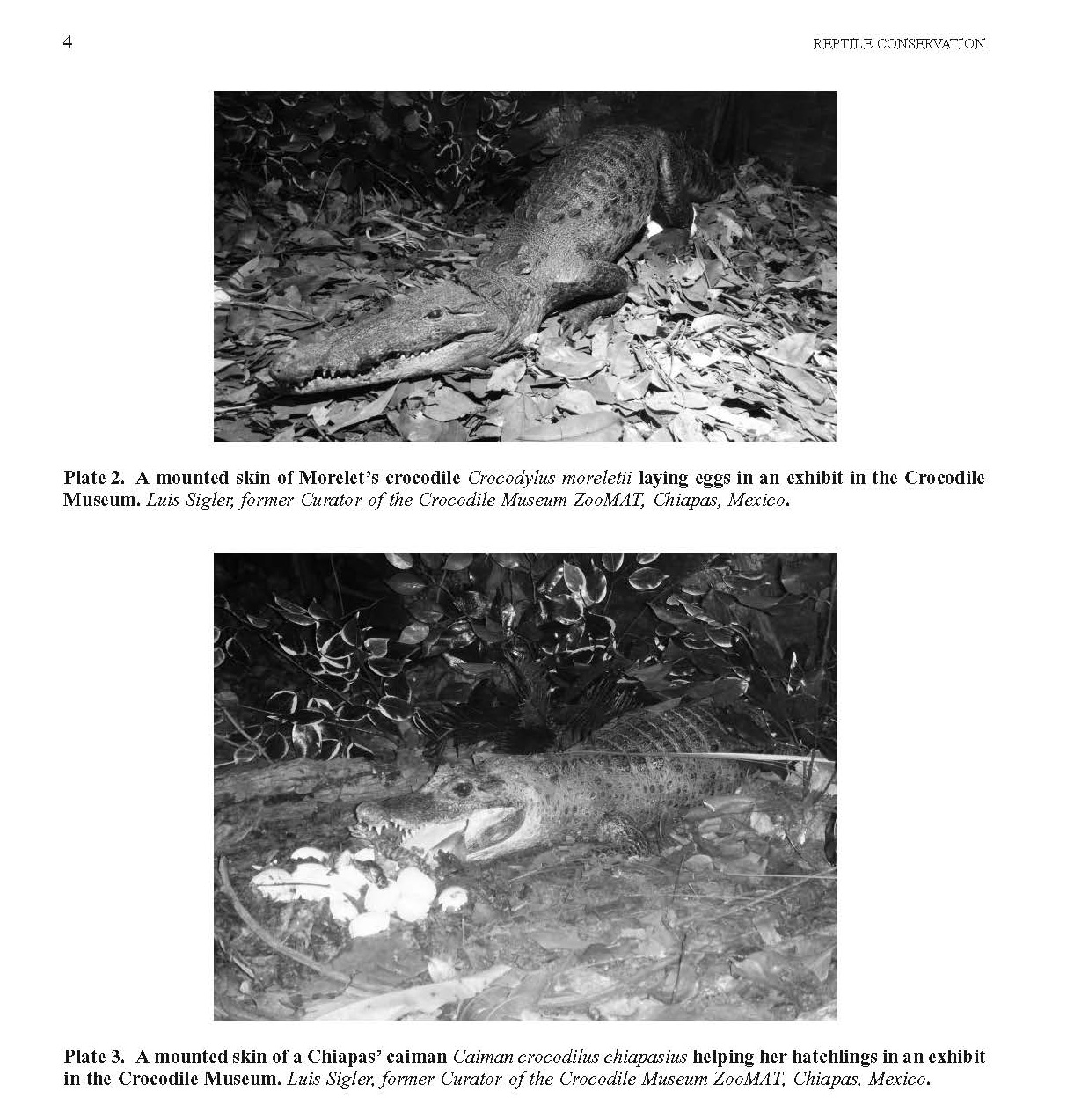 The Crocodile Museum at Zoologico Regional Migues Alvarez del Toro (ZooMAT), Mexico: How to Exhibit a Bullfrod’ Put into Reality?