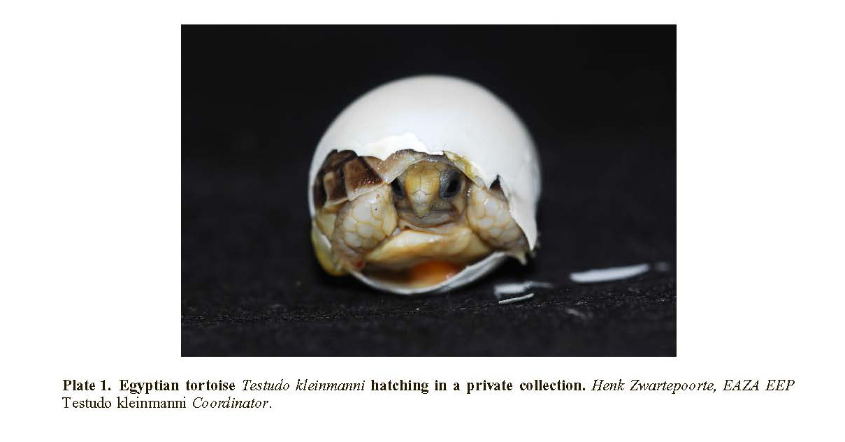 Captive Breeding the Critically Endangered Egyptian Tortoise Testudo Kleinmanni Lortet, 1883, for an In Situ Recovery Project in Egypt