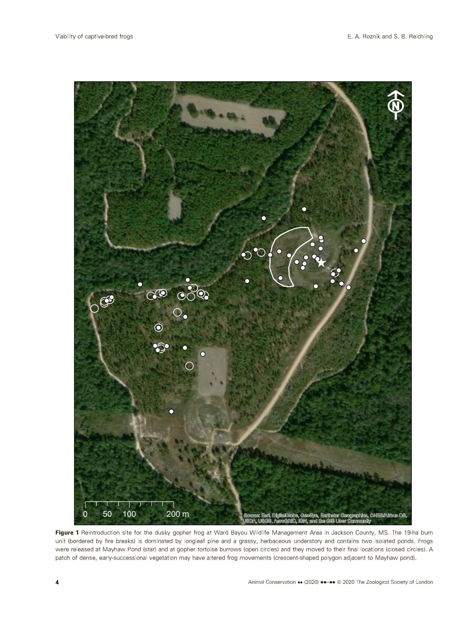 Survival, Movements and Habitat Use of Captive-bred and Reintroduced Dusky Gopher Frogs