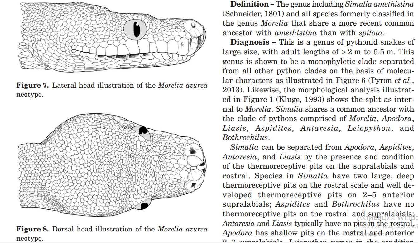 A Review of the Systematics and Taxonomy of Pythonidae: an Ancient Serpent Lineage