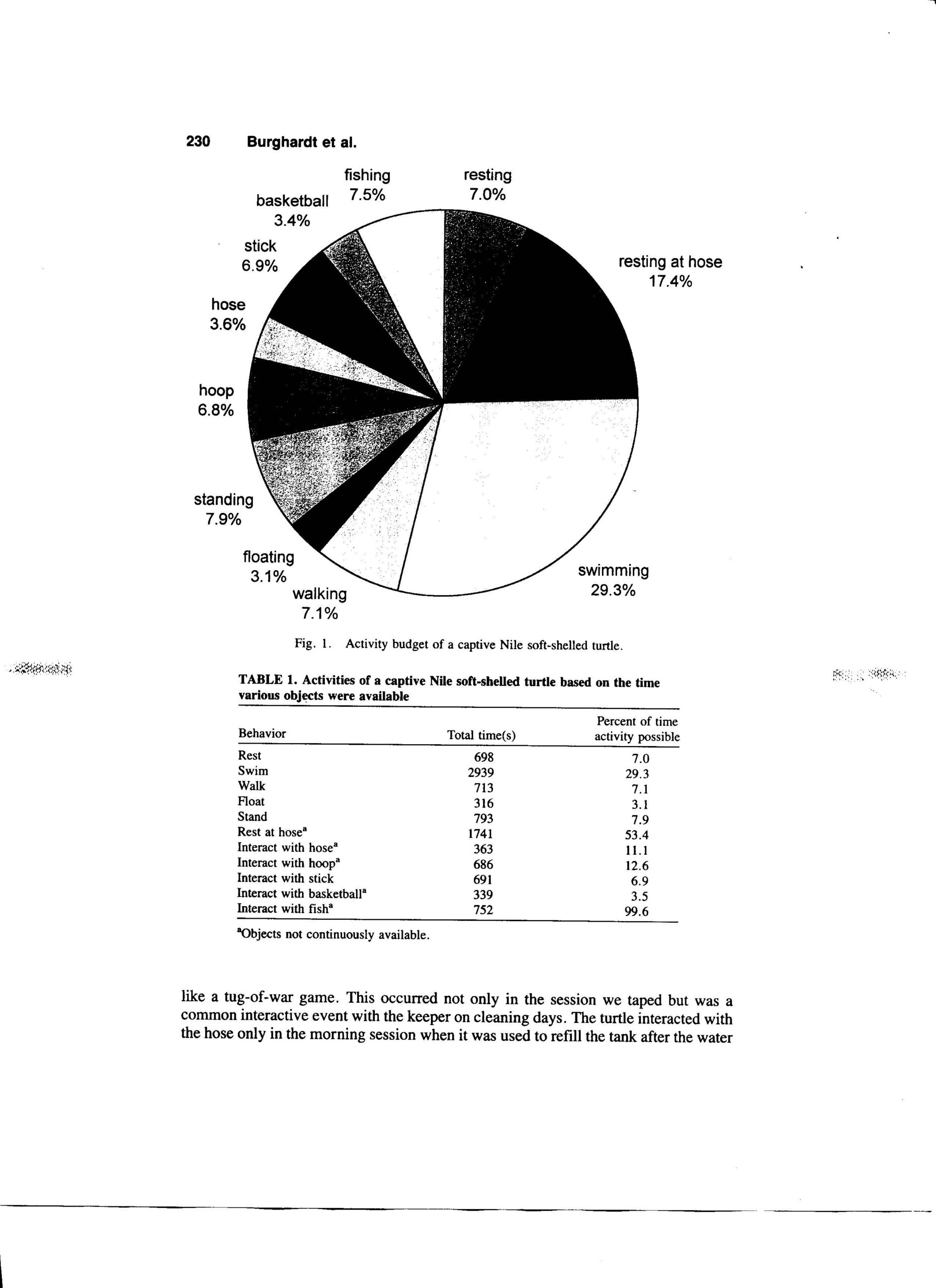 Problem of Reptile Play. Environmental Enrichment and Play Behavior in a Captive Nile Soft‐shelled Turtle, Trionyx triunguis