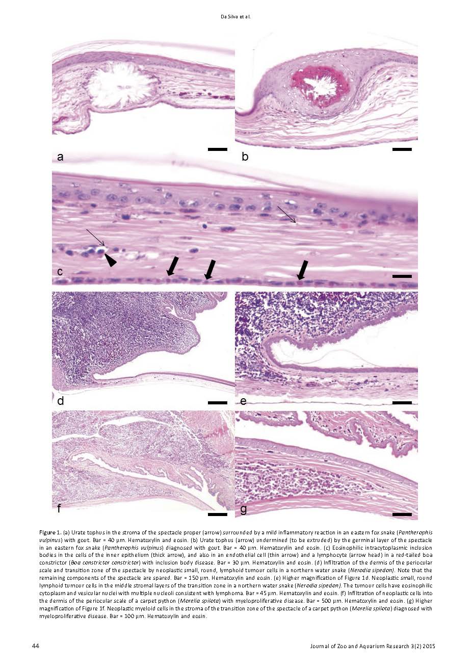 Spectacular Manifestations of Systemic Diseases of the Snake. A Histopathological Description of Four Cases