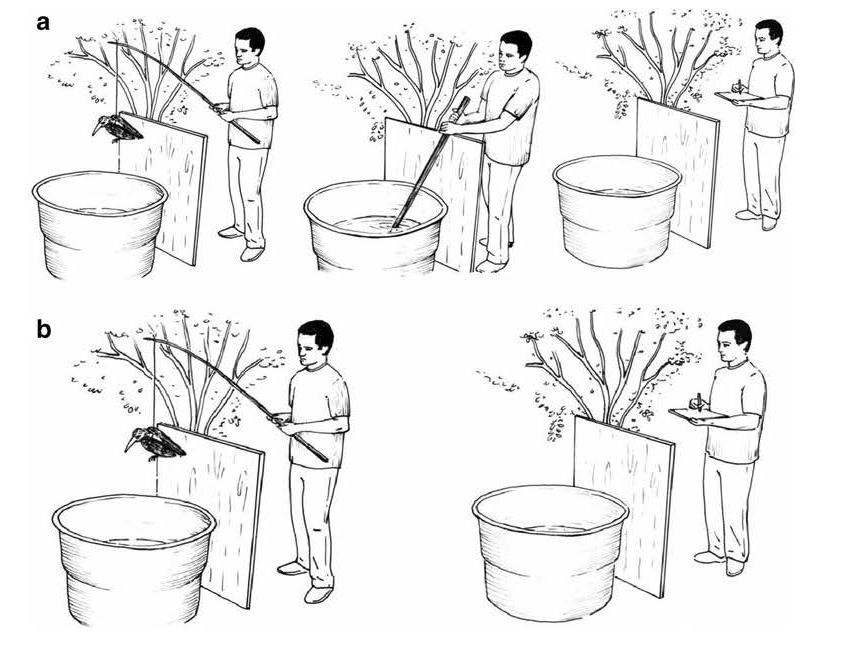 Can Captive-bred American Bullfrogs Learn to Avoid a Model Avian Predator?