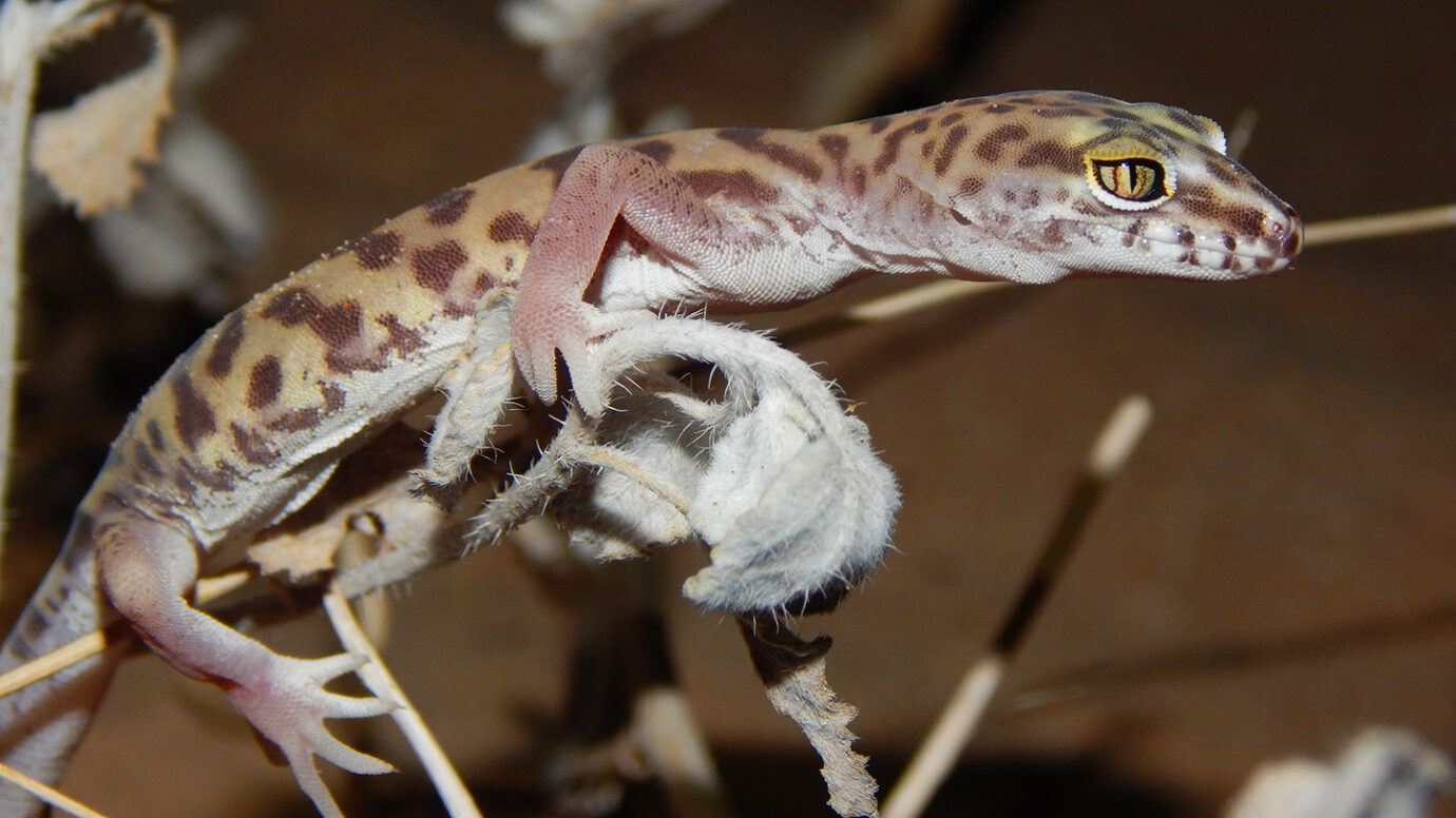 Western Banded Gecko Uses an Affective Technique to Avoid a Scorpion’s Sting While Hunting