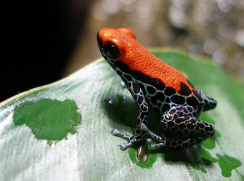 Poison frogs are now readily available in local pet shops