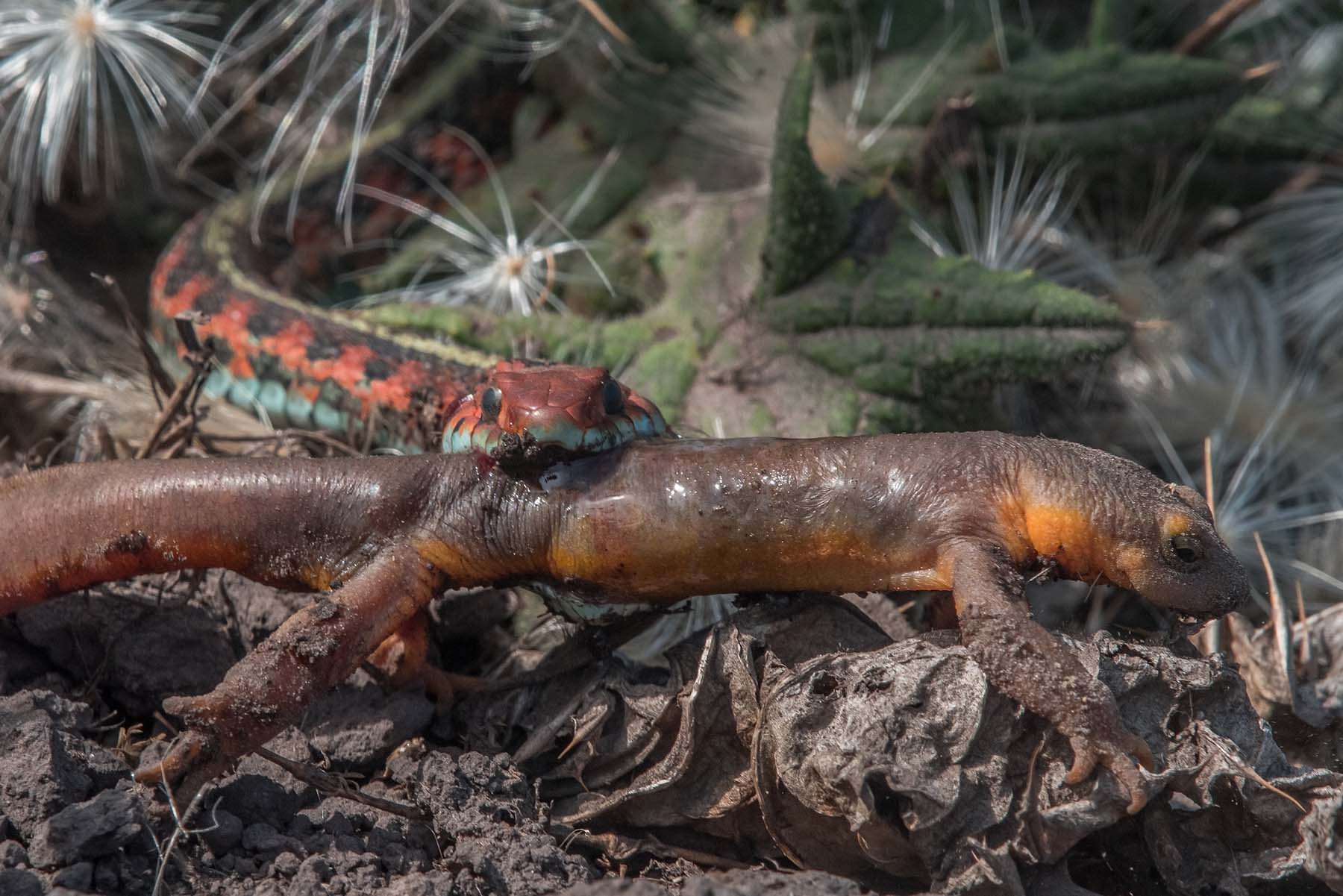 Biologist Telling About Evolutionary Race Between Hungry Snakes and Toxic Newts