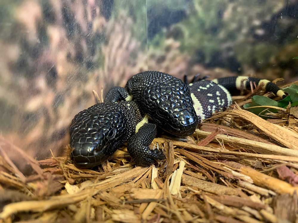 Guatemalan Beaded Lizards Hatched in Captivity at Oklahoma City Zoo