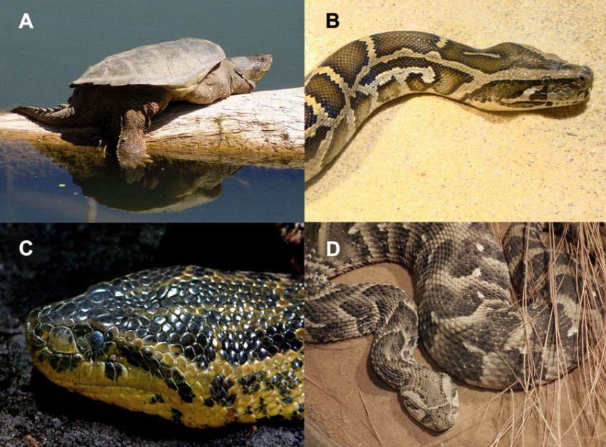 The Illegal Wildlife Trade is a Likely Source of Alien Species