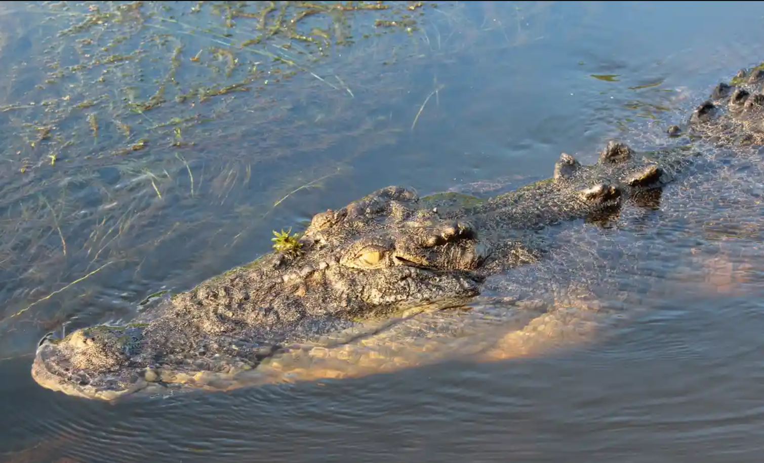 Feral Pigs Help Saltwater Crocodiles to Thrive in the Nothern Territory