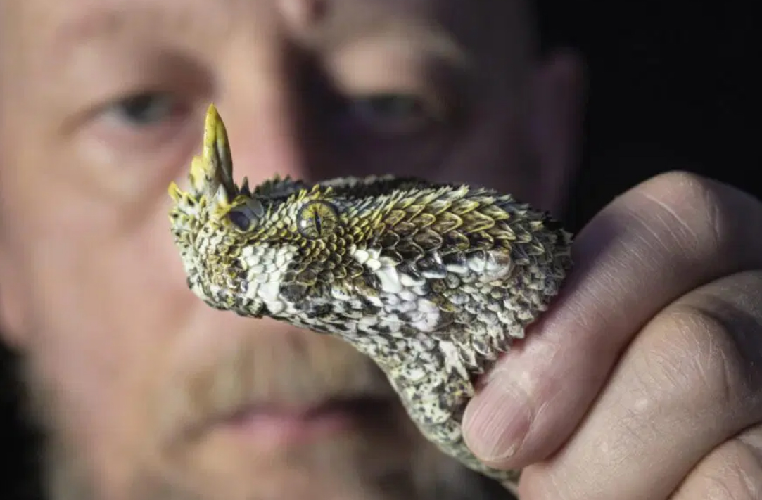 Only Tiny Dose of Butterfly Viper Can Lead to Death