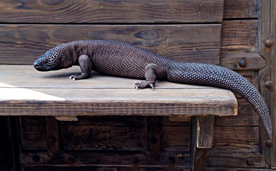 The Controversy of Conservation: Can Commercial Breeding Save a Species?