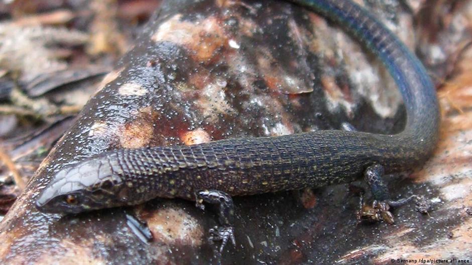 Two Reptile Species New to Science Were Discovered in Peru