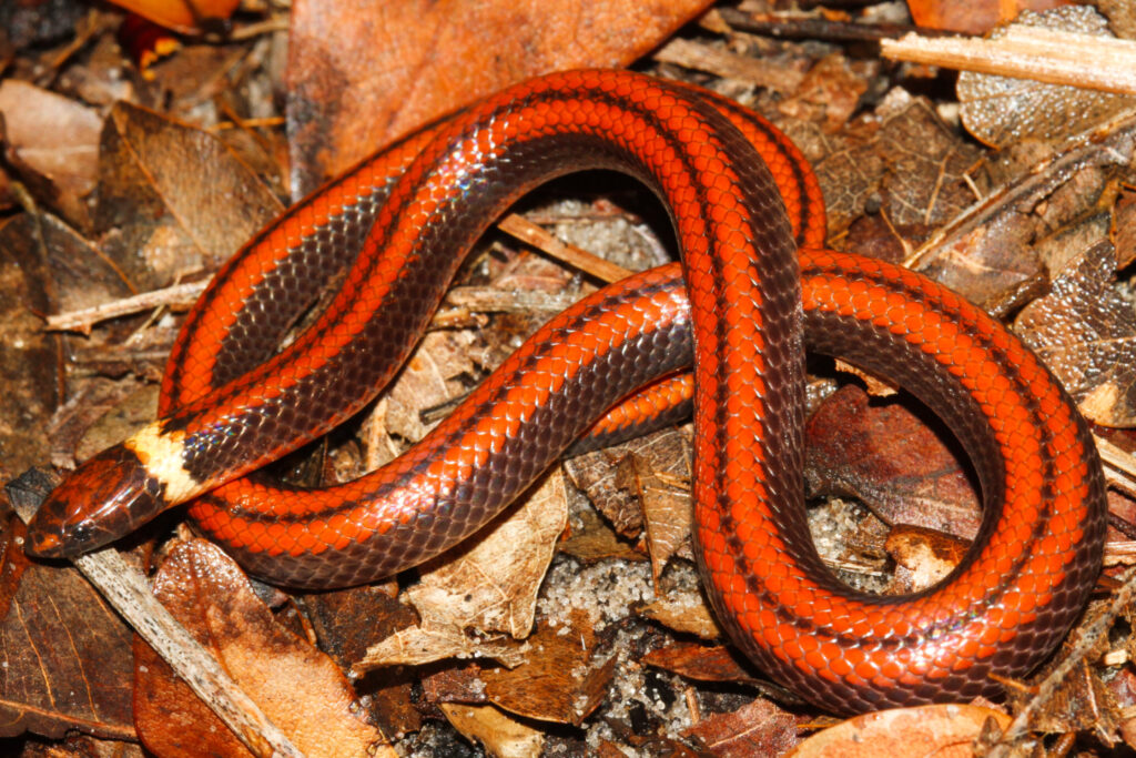 A new snake species belongs to the genus Phalotris
