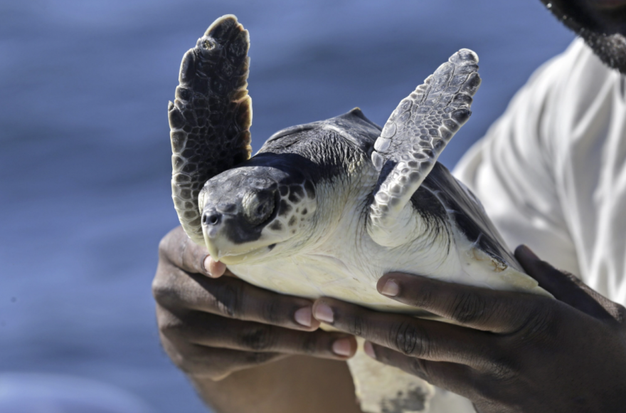 A Turtle Nest of Super Rare Species Was Found at Galveston Island State Park for the First Time in a Decade