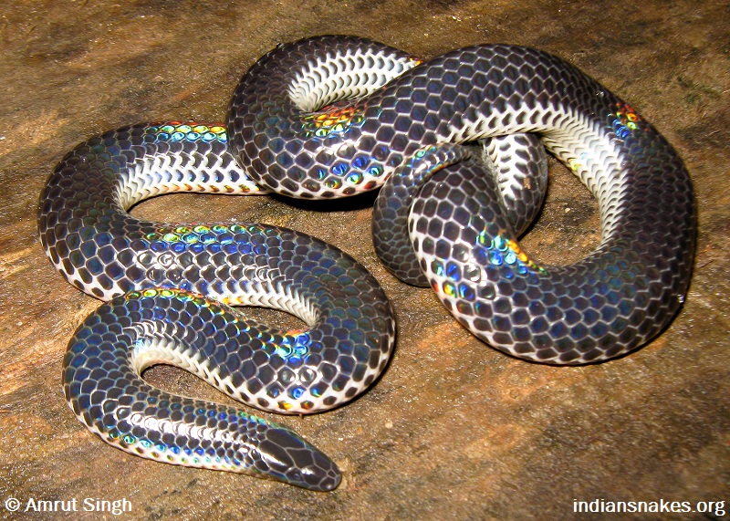 Scientists Discover New Species of Burrowing Snake in Western Ghats