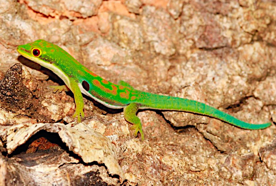New Subspecies of Phelsuma Genus Was Described on Nose Be island