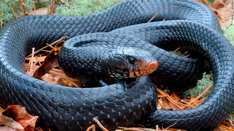 Rare Eastern Indigo Snake Found in Alabama for Just the Second Time in 60 Years