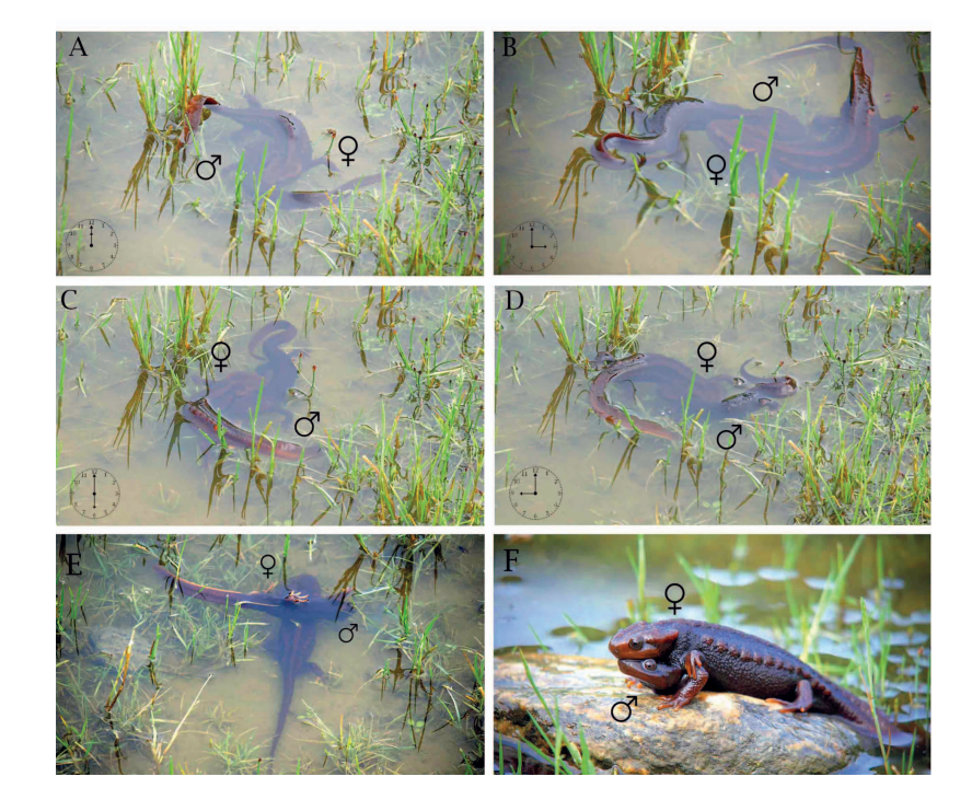 Wild Observations of the Reproductive behaviour and First Evidence of Vocalization in Crocodile Newt Tylototriton himalayanus (Caudata: Salamandridae) from the Himalayan Biodiversity Hotspot in Eastern India