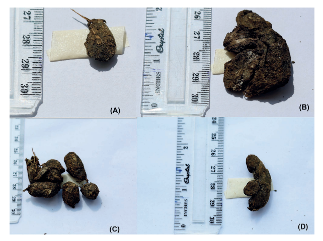 The Effects of Handling on Natural Populations of the Critically Endangered Pancake Tortoise, Malacochersus tornieri (Testudines: Testudinidae)