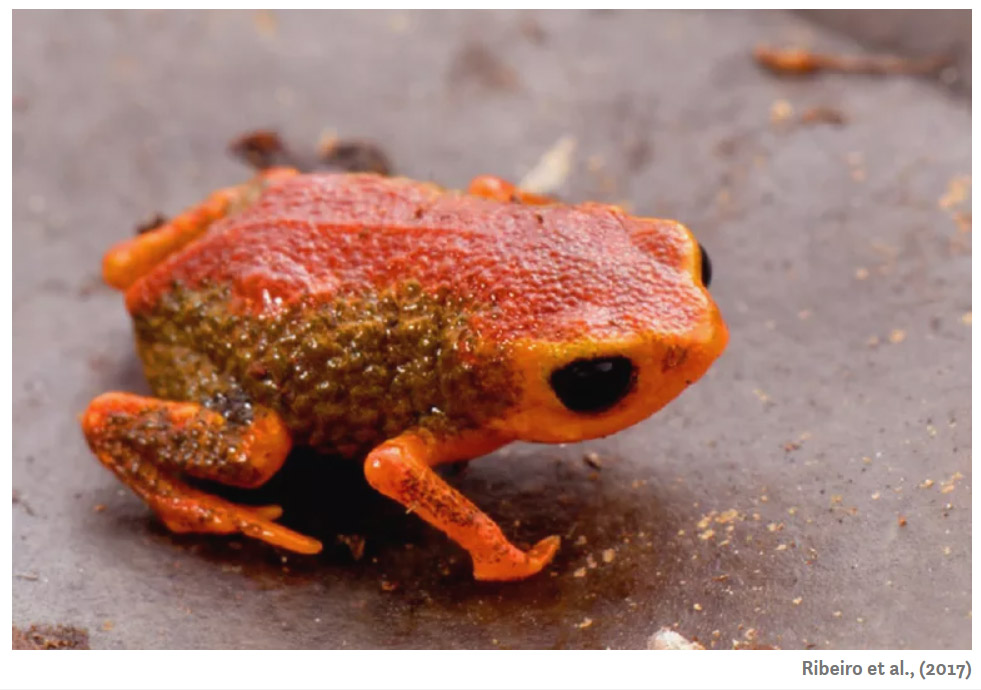 Due to Their Small Size, Pumpkin Toadlet Completely Lose Balance When Escaping From a Threat… And This Is Really Helpful!