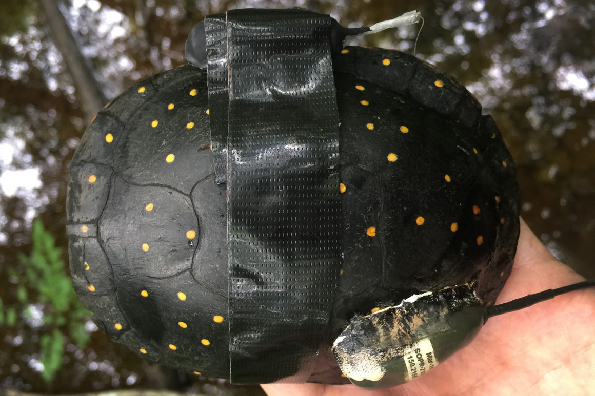 New Research on the Reproductive Ecology of Southern Spotted Turtle Populations