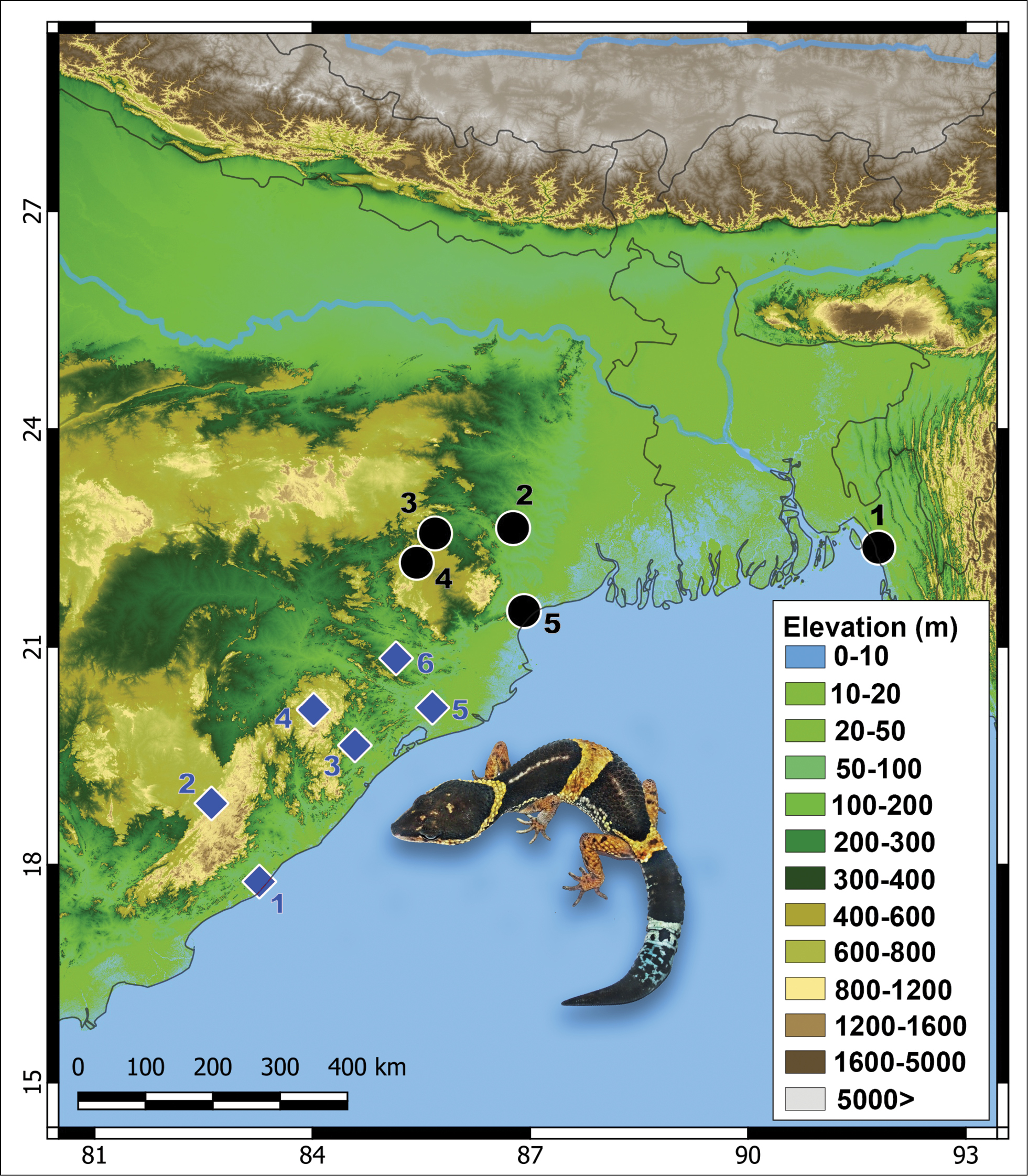East Indian Leopard Gecko Appeared to be a Complex of 2 Species: Eublepharis hardwickii & Eublepharis pictus