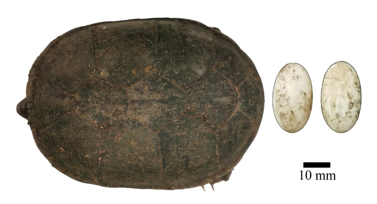 First Observation on Courtship and nesting behavior of Kinosternon vogti (Testudines: Kinosternidae)