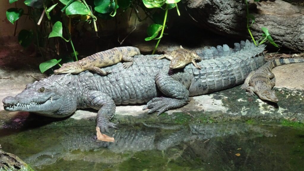 Crocodile in Cologne Zoo
