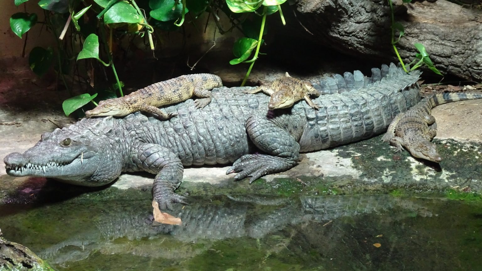 ZIMS at Work: an Interesting Approach to Conservation in Terms of Work of Cologne Zoo