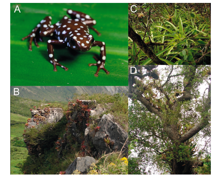 A New Distribution Record and Updated Conservation Assessment of the Endangered Maranón Poison Frog, Excidobates mysteriosus (Amphibia: Dendrobatidae)