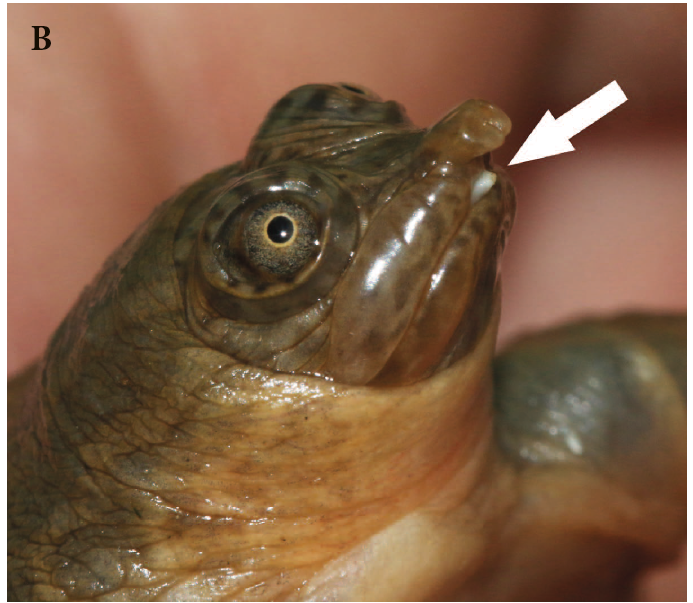 Aspects of the Reproductive Biology of Chitra vandijki with a Description of Neonates