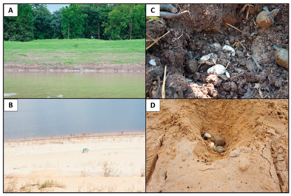 Natural Nests Incubated in Two Different Soil Types Lead to an Overall Balanced Sex Ratio in Podocnemis unifilis Hatchlings on the Lower Purus River, Brazil