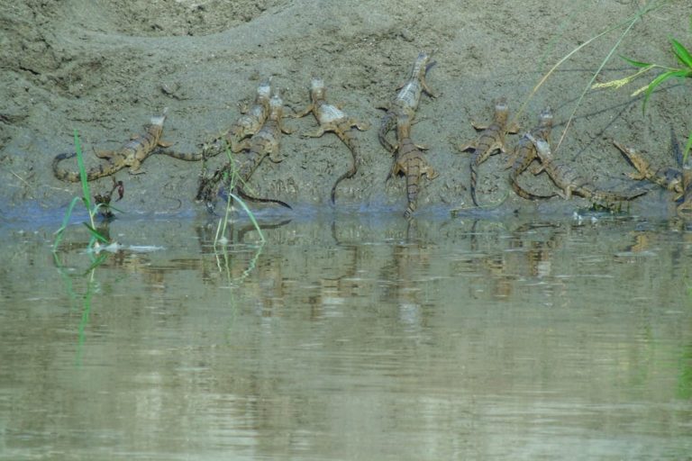 Gharial Hatchlings Were Registered at First Time in the Past 2 Decades in Karnali River