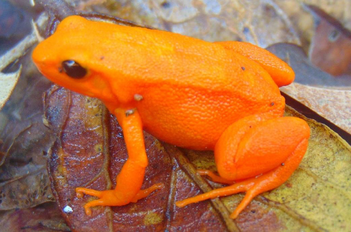 Species Conservation Strategy for Mantella aurantiaca (the Golden Mantella Frog) 2017-2021
