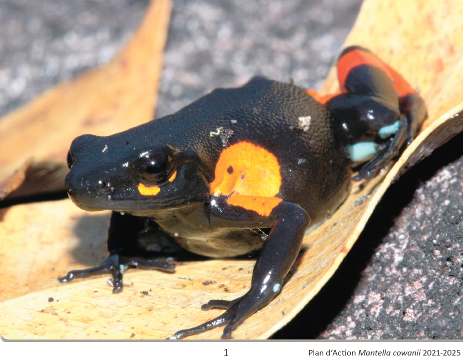 Mantella cowanii Action Plan 2021-2025