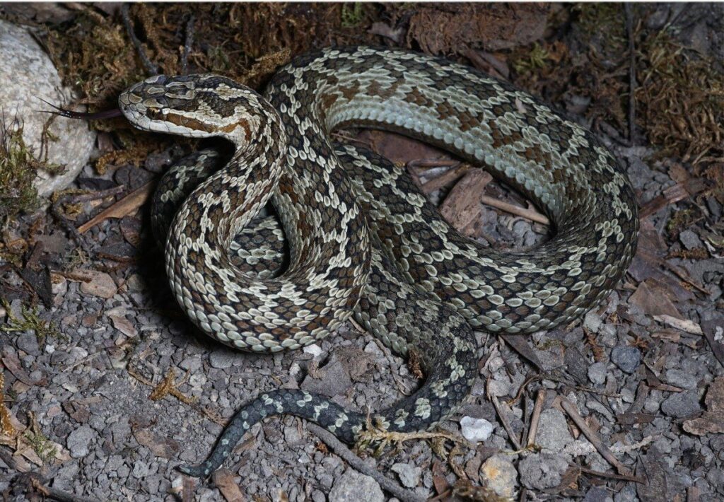 New species of pit vipers from Jiuzhaigou National Nature Reserve