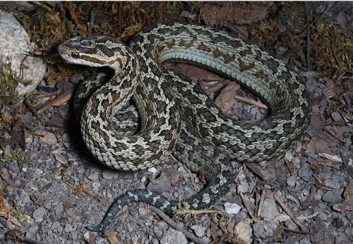 New Species of Pit Vipers Was Discovered in Jiuzhaigou National Nature Reserve