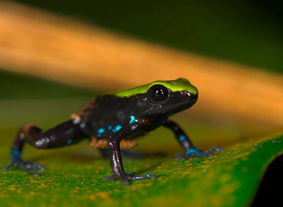 Husbandry guideline for Mantella laevigata (Methuen & Hewitt 1913)