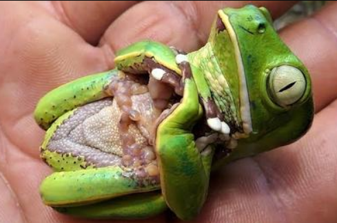 Top-10 Animals That Play Dead to Survive