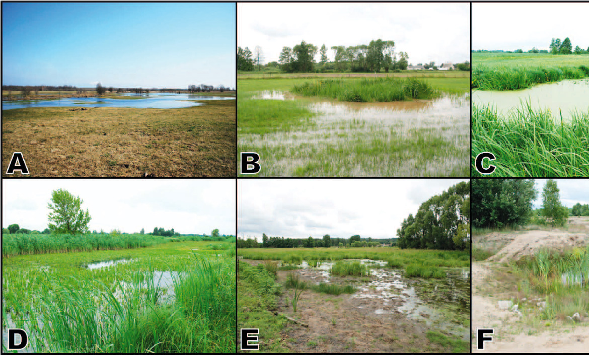 Effects of Wetland Restoration on the Amphibian Community in the Narew River Valley (Northeast Poland)