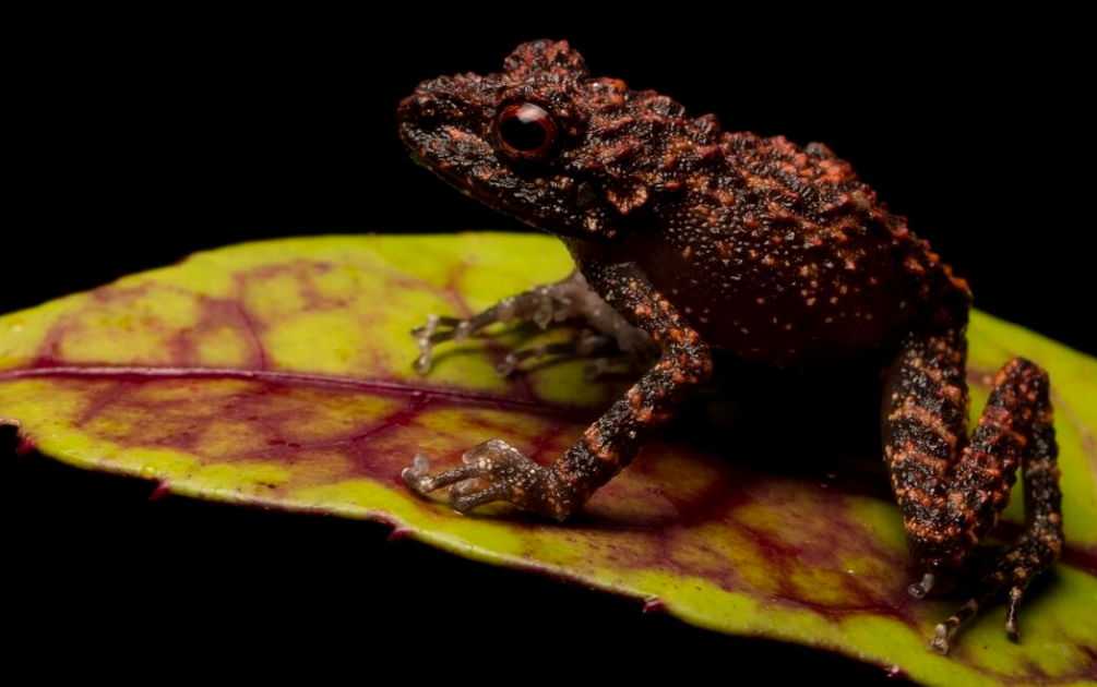 Rugose Forest Frog is Proved to be Endangered Species Soon After Being Discovered