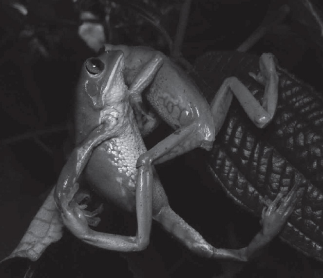 Breeding Biology, Territoriality, and Reproductive Site use by Phyllomedusa iheringii (Anura: Phyllomedusidae) From the South American Pampa in Brazil