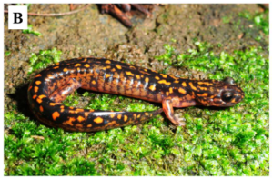 A New Species of Salamander Namely Yangsan Clawed Salamander Was Described