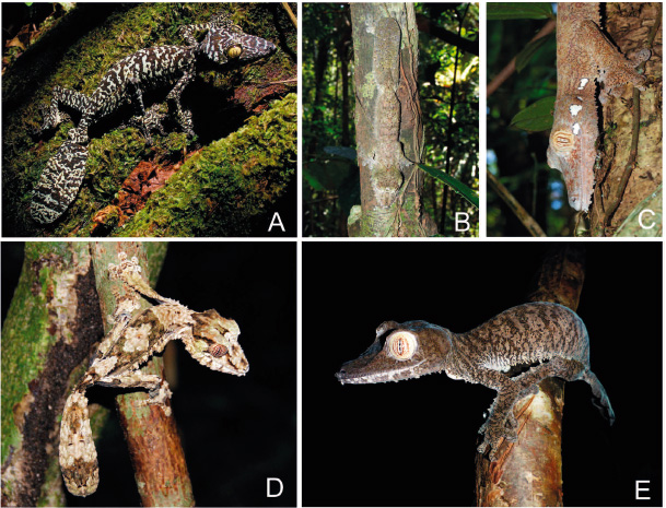 Genetic Differentiation and Species Status of the Large-bodied Leaf-tailed Geckos Uroplatus fimbriatus and U. giganteus