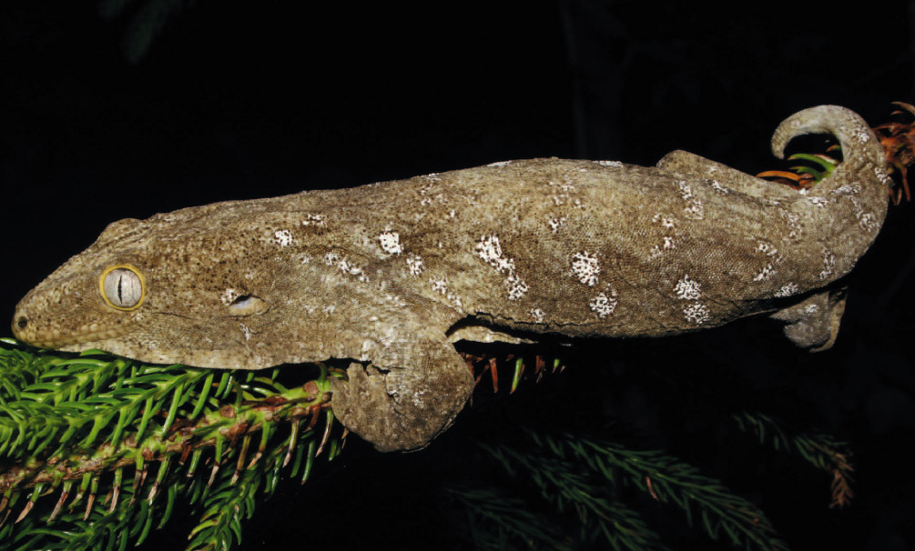 Thermal Ecology and Habitat Utilization of Rhacodactylus leachianus from New Caledonia (Squamata: Diplodactylidae)